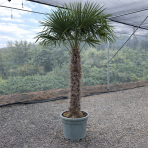 Palma konopná (Trachycarpus fortunei) - výška kmeňa 120-140 cm, celková výška 250-300 cm , kont. C90L (-17°C)